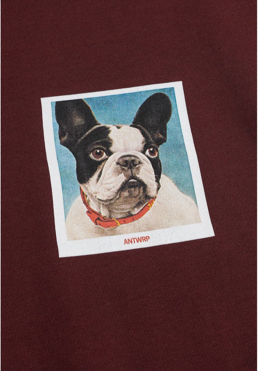 Franse bulldog