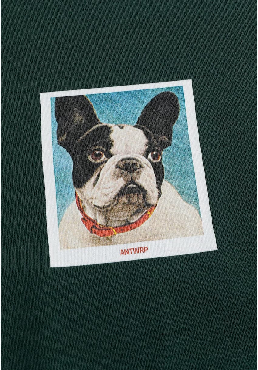 Franse bulldog